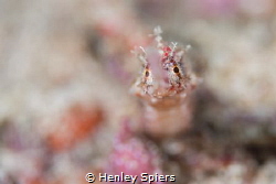 Pipefish Bokeh by Henley Spiers 